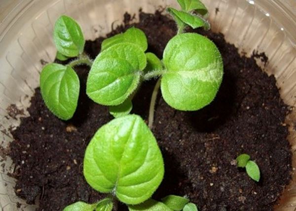 Физалис: как выращивать растение из семян