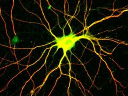 Старые предшественники нейронов помолодели в чужих юных мозгах