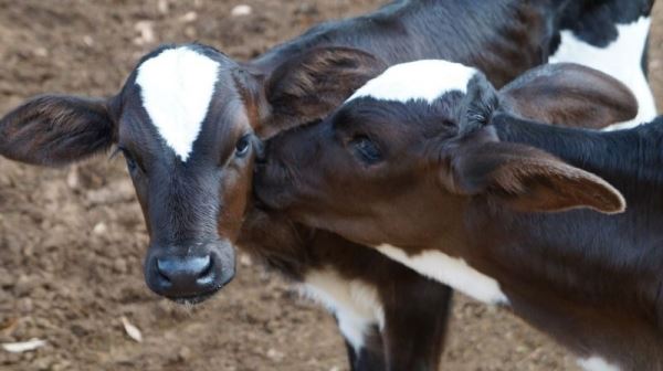 Bayer продает акции бизнеса по защите здоровья животных Animal Health