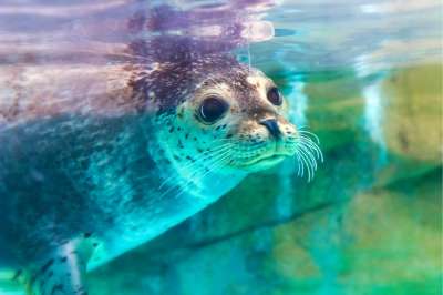Ученые Петербурга определили возможные причины гибели тюленей