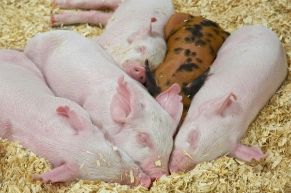 Третий поставщик канадской свинины в Китай заблокирован