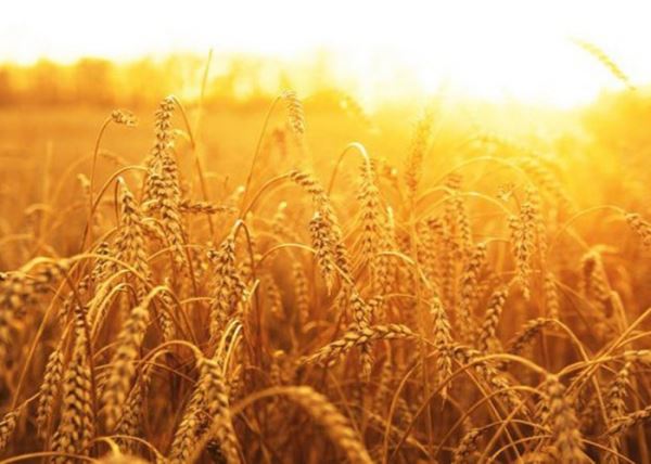 ​Австралийские ученые научились заранее избавляться от больной пшеницы