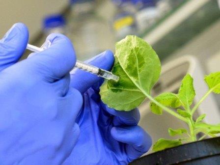 Биологи готовят вакцины для растений