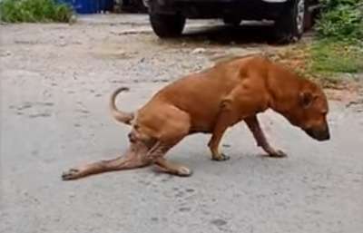 Бродячая собака притворяется раненой ради получения еды. Видео