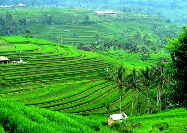Уникальные рисовые террасы Бали, о которых заботится ООН