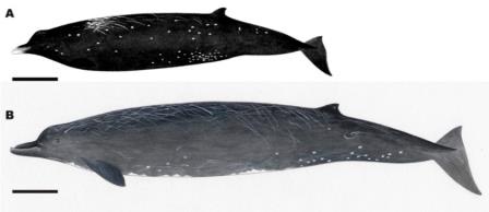 Японские биологи описали новый вид китов