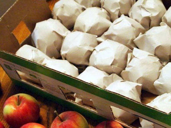 Как сохранить урожай яблок зимой