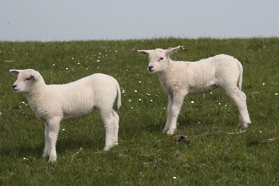<br />
Животных изымут в двух подсобных хозяйствах в Луховицах для ликвидации очага оспы овец<br />
