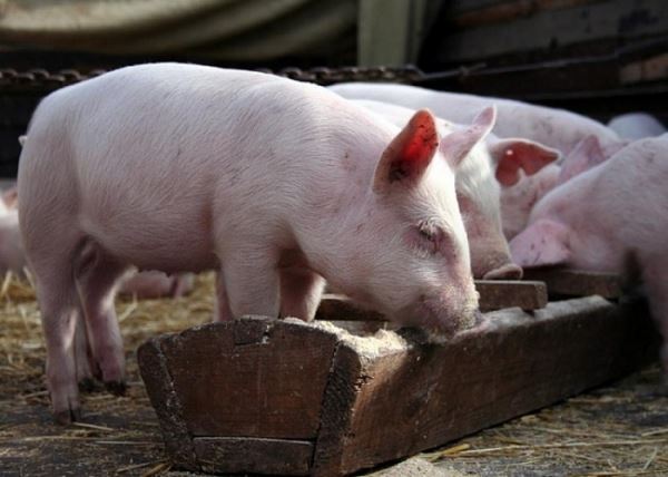 Правильный подход к кормлению свиней