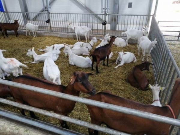Какие породы коз предпочитают для разведения фермеры Подмосковья