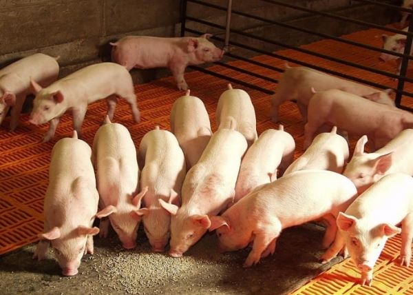 Правильный подход к кормлению свиней