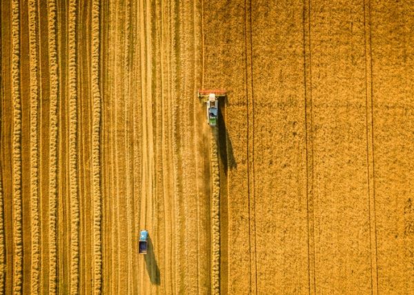 Ученые устроили геноцид пшеницы с помощью секвенатора генома