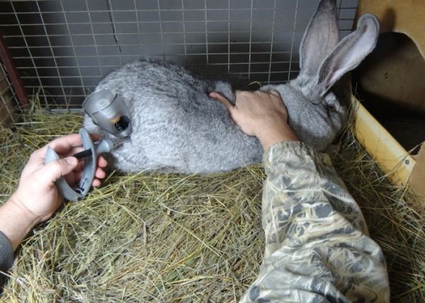 Вакцинирование кроликов