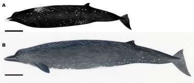 У побережья Японии найден новый вид китов