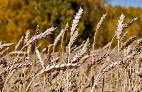 <br />
Первый миллион тонн зерна урожая 2019 года намолочен в области<br />
