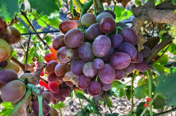 <br />
На Кубани собрали 30 процентов урожая винограда<br />
